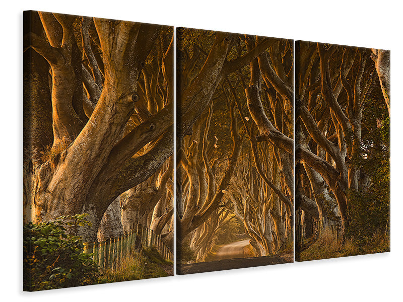 3-piece-canvas-print-early-morning-dark-hedges