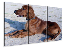 3-piece-canvas-print-elegant-irish-setter