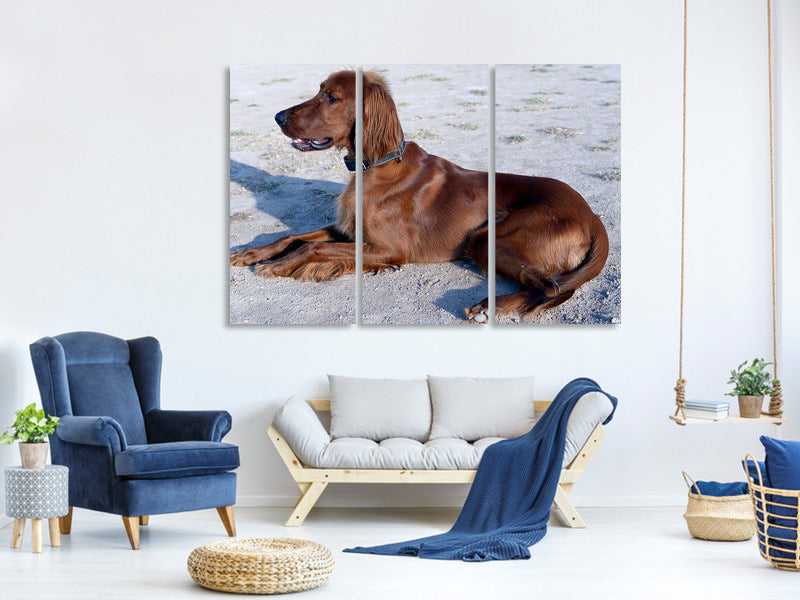 3-piece-canvas-print-elegant-irish-setter