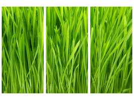 3-piece-canvas-print-grass-in-morning-dew