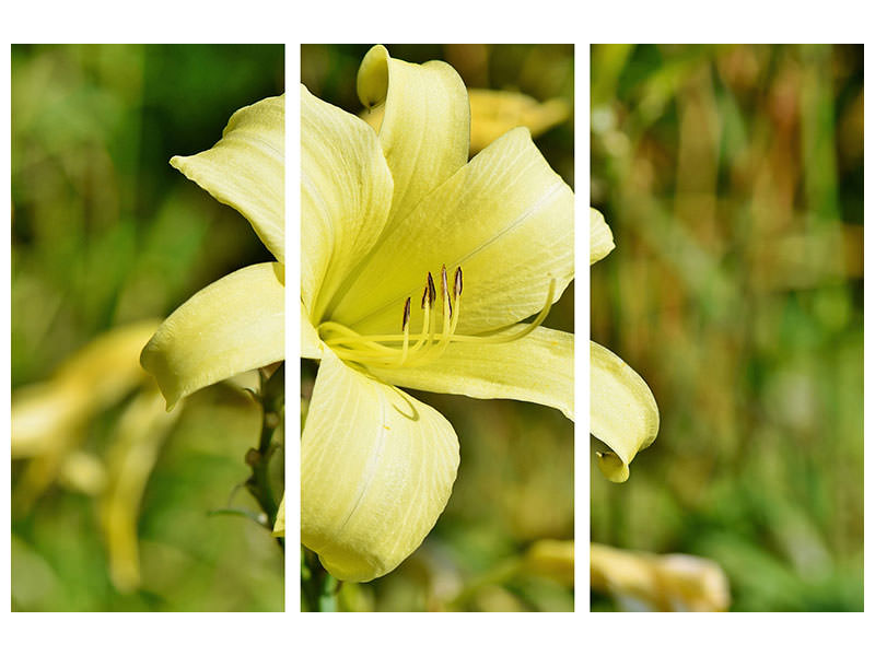 3-piece-canvas-print-lilies-blossom-in-yellow