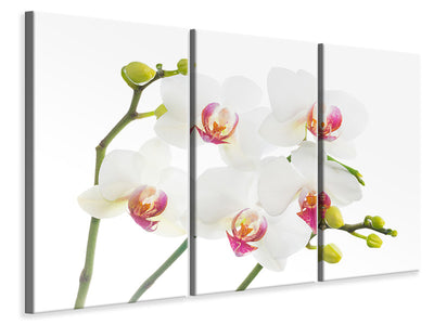 3-piece-canvas-print-orchids-love