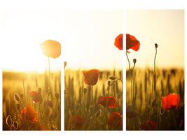 3-piece-canvas-print-poppy-in-the-sunset