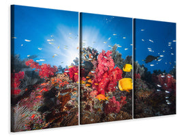3-piece-canvas-print-reef-life