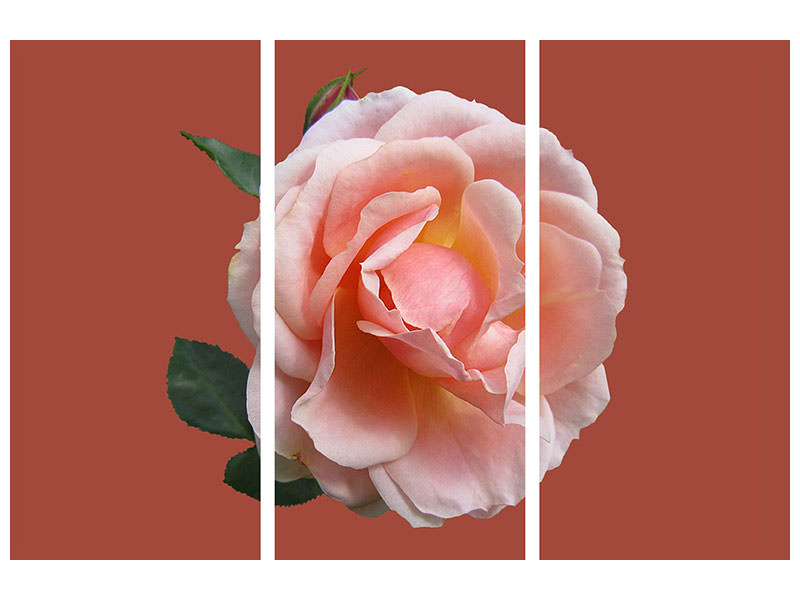 3-piece-canvas-print-rose-in-pink-xxl-ii