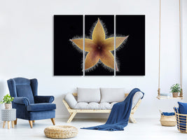 3-piece-canvas-print-stapelia-grandiflora