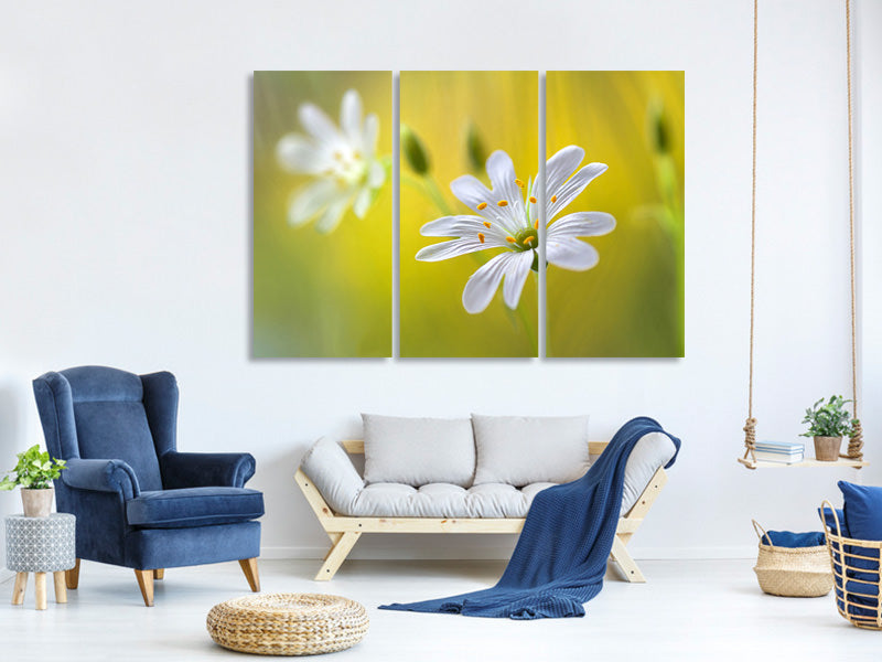 3-piece-canvas-print-stitchwort-ii