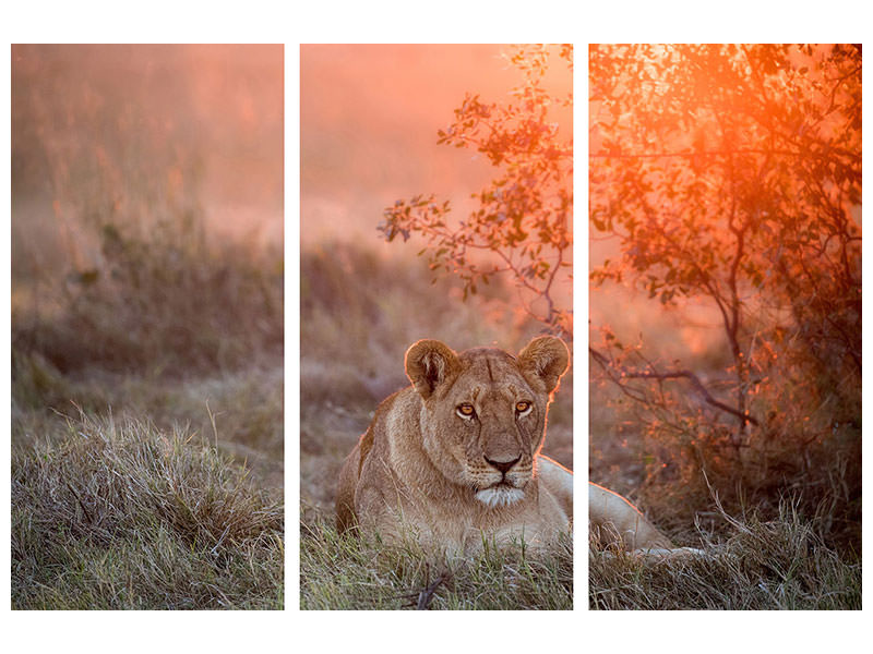 3-piece-canvas-print-sunset-lioness