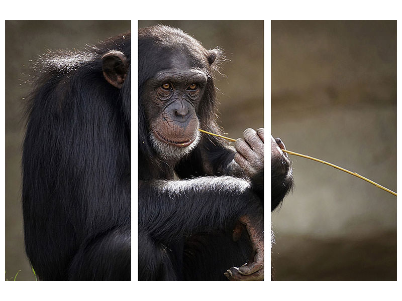 3-piece-canvas-print-sweet-chimpanzee