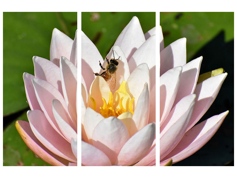 3-piece-canvas-print-the-bee-on-the-water-lily