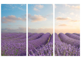 3-piece-canvas-print-the-blooming-lavender-field