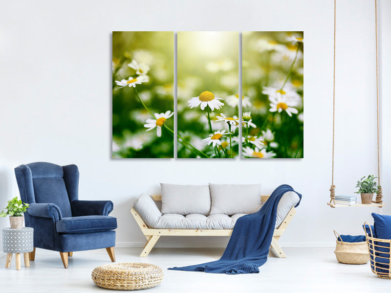 3-piece-canvas-print-the-daisy