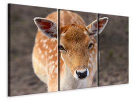 3-piece-canvas-print-the-fallow-deer