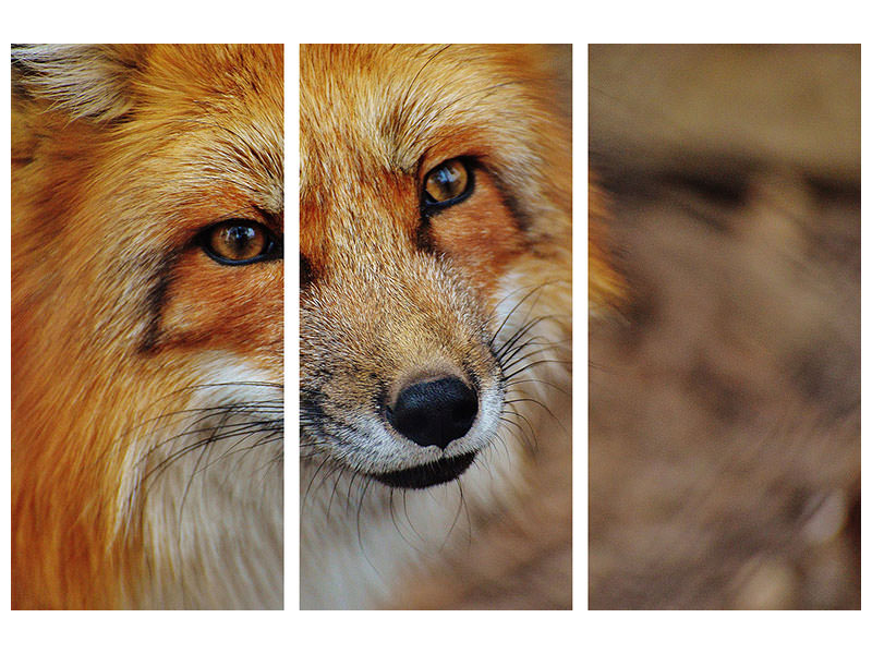 3-piece-canvas-print-the-fox