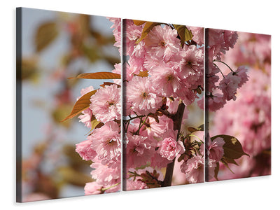 3-piece-canvas-print-the-ornamental-cherry