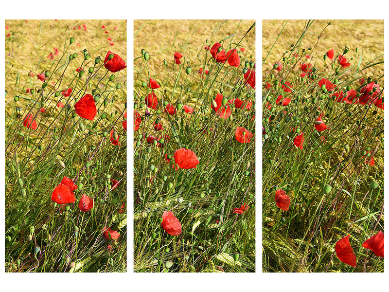 3-piece-canvas-print-the-poppy-in-the-wind