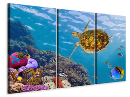 3-piece-canvas-print-the-turtle