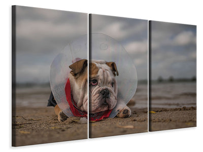 3-piece-canvas-print-the-vet-gave-me-this-collarand-i-am-not-happy-with-it