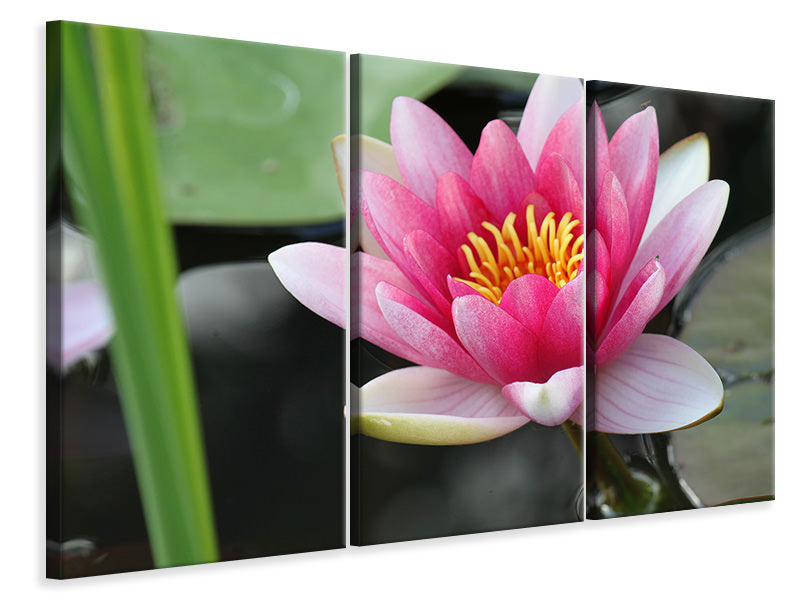 3-piece-canvas-print-the-water-lily-in-pink