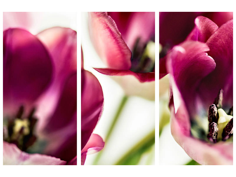 3-piece-canvas-print-tulip-iv