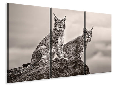 3-piece-canvas-print-two-lynx-on-rock