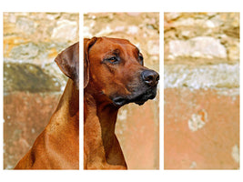 3-piece-canvas-print-watchful-rhodesian-ridgeback