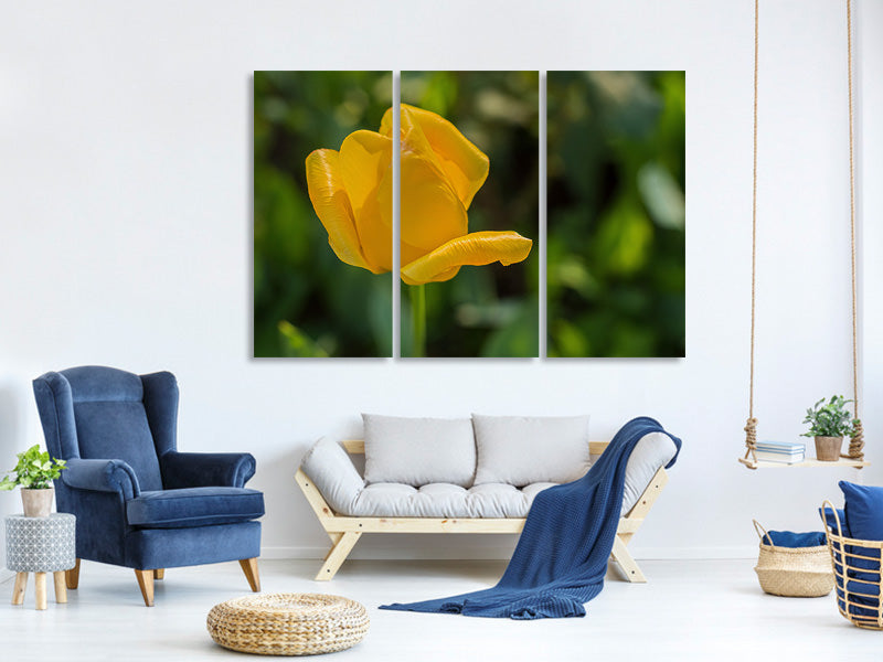 3-piece-canvas-print-yellow-tulip-xl