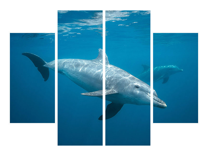 4-piece-canvas-print-curious-dolphin