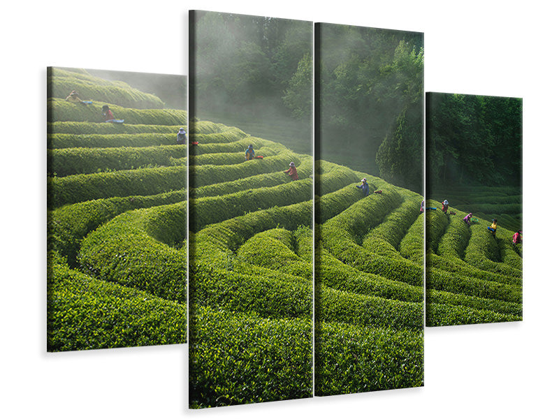 4-piece-canvas-print-green-tea-farm