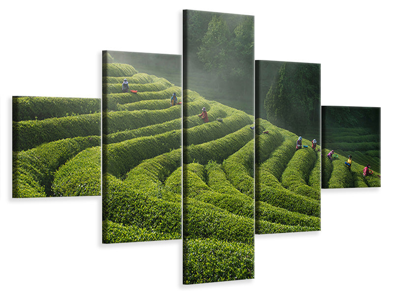 5-piece-canvas-print-green-tea-farm