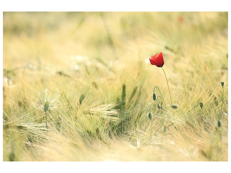 canvas-print-a-poppy