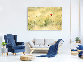 canvas-print-a-poppy