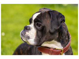 canvas-print-attentive-boxer