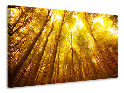 canvas-print-autumn-forest