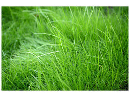 canvas-print-blades-of-grass