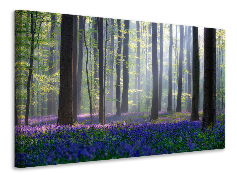 canvas-print-bluebells