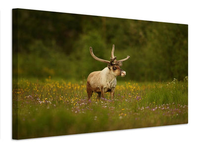 canvas-print-caribou-in-grass-land-x