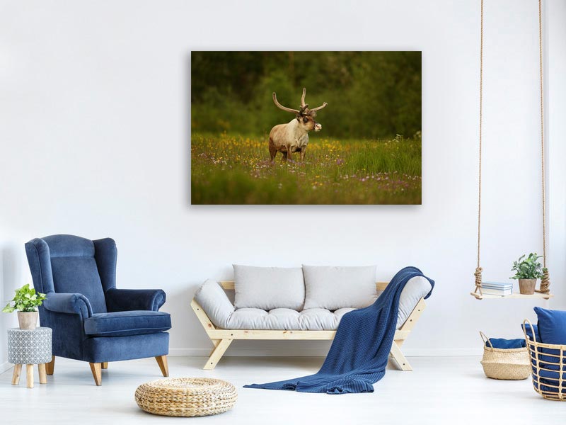 canvas-print-caribou-in-grass-land-x