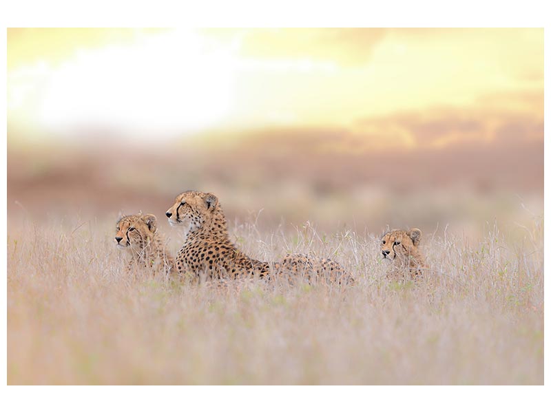 canvas-print-cheetah-family-x