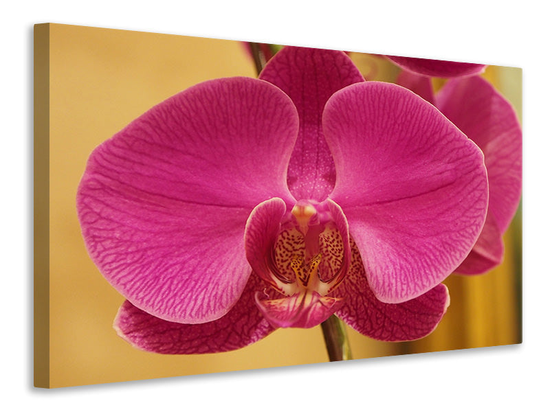 canvas-print-close-up-orchid-in-pink