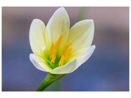 canvas-print-close-up-yellow-blossom