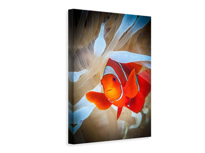 canvas-print-clownfish-defends-his-white-anemone-x