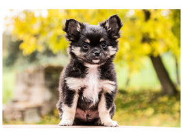 canvas-print-cute-chihuahua-puppy