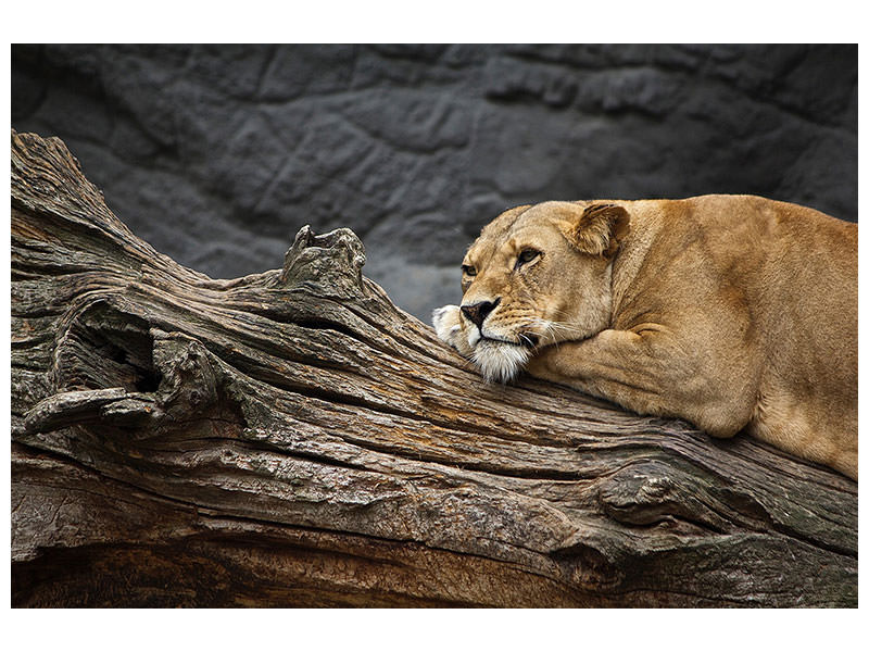 canvas-print-dreaming-lioness