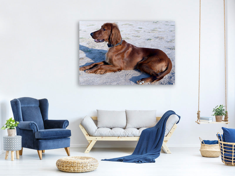 canvas-print-elegant-irish-setter