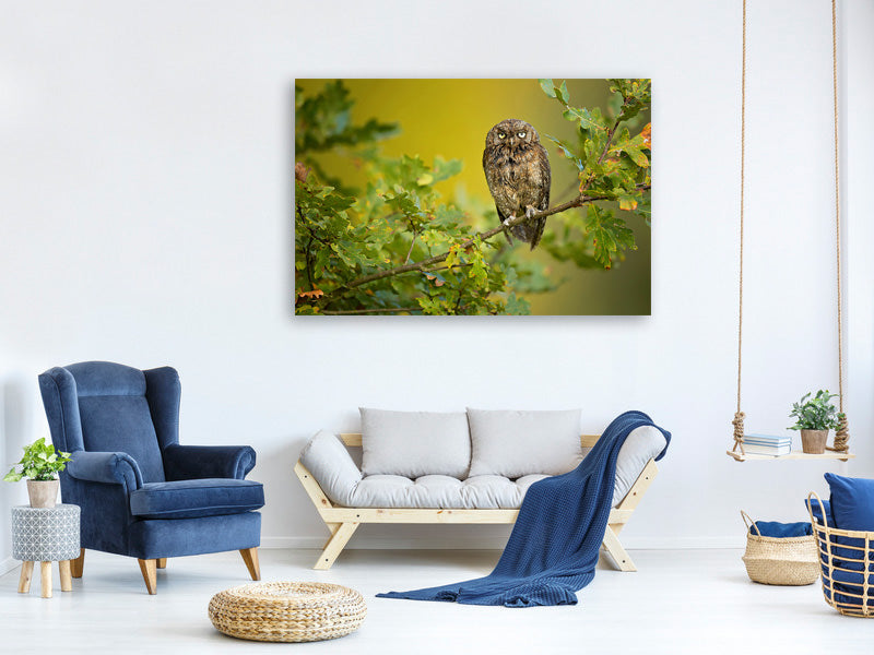 canvas-print-eurasian-scops-owl