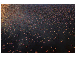 canvas-print-flamingo-x