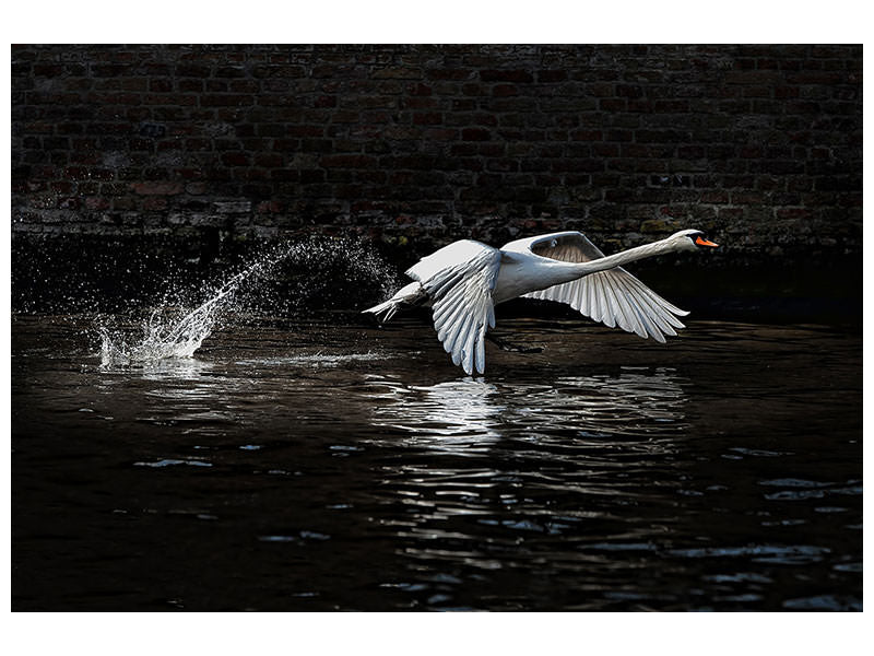 canvas-print-flying-swan
