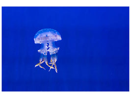 canvas-print-glowing-jellyfish