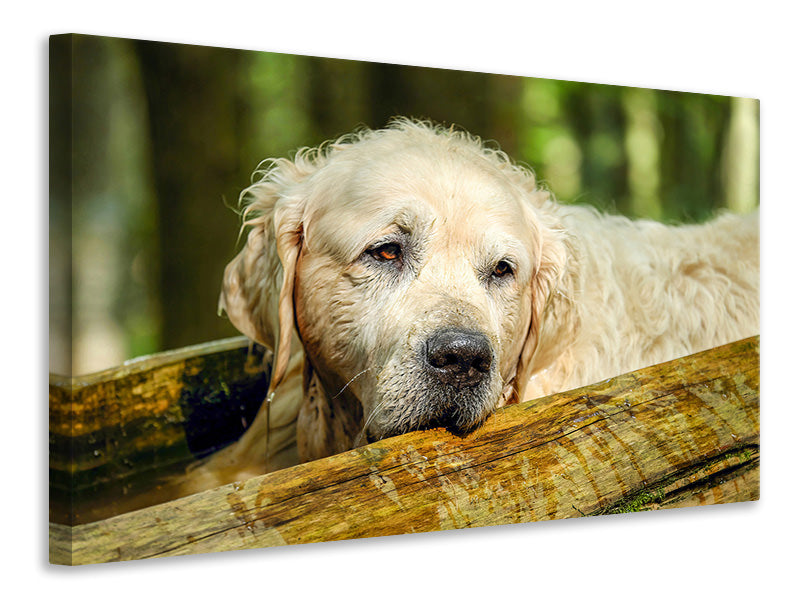 canvas-print-golden-retriever-in-nature